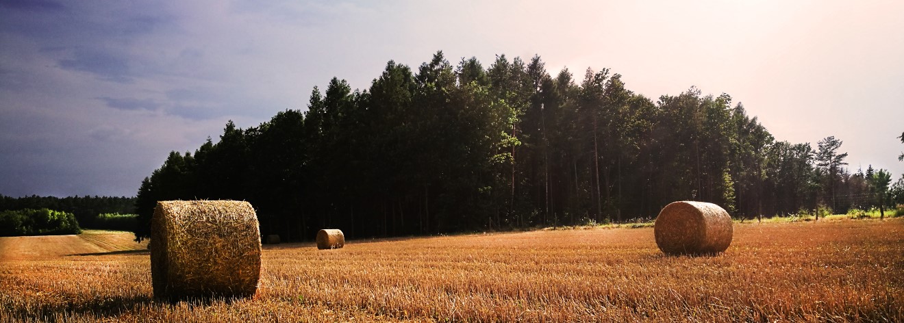 Szumsko-Kolonia - pola uprawne